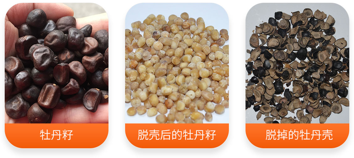 牡丹籽脫殼成套設(shè)備產(chǎn)成品圖