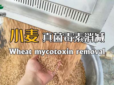 華豫萬通真菌毒素消減機為全球糧食安全儲存保駕護航！